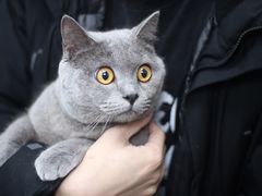 -瑞鹏宠物医院犬猫全科(真大分院)