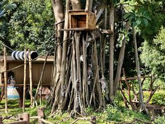 -深圳野生动物园