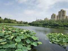 -前关湿地公园