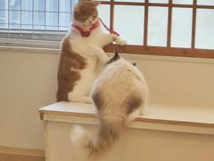 -Let's go狗咖·猫咖·奶狗·桌游(春熙路IFS店)