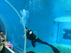 -北戴河圣蓝海洋公园