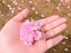 -天王浮山樱花园