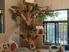 -唐小姐の私宠·宠物洗护美容·撸猫馆·购宠(周浦万达旗舰店)