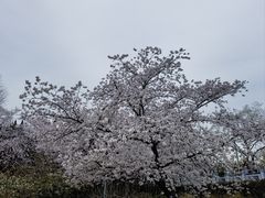 -嘉定紫藤园