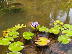 -中国科学院西双版纳热带植物园