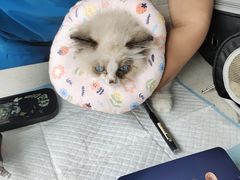 -萌兽医馆·宠物医院·猫骨科(创景店)