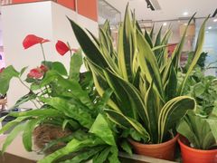-小乌猪·金华筒骨煲(永盛购物广场店)
