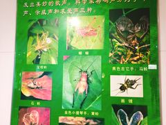 -上海昆虫博物馆