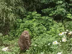 -瓦屋山景区