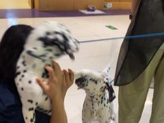 -帕帕拉兹宠物(亚洲旗舰店)