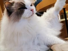 -CAT’S MEWSTAR CAFE·喵星球猫屋(晴湾咖啡店)
