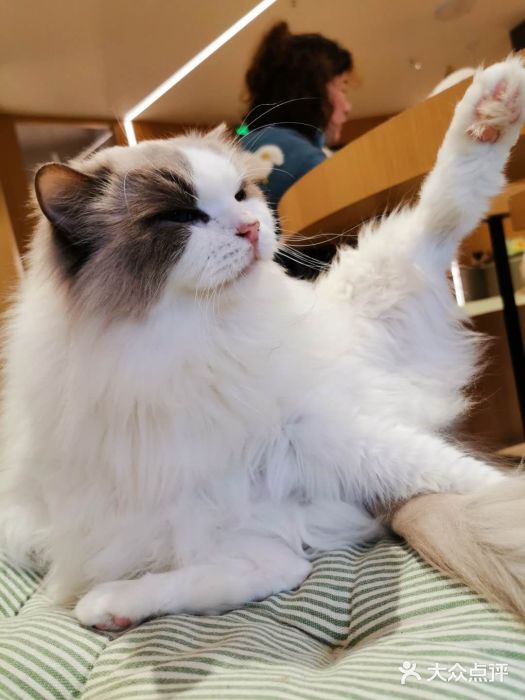 CAT’S MEWSTAR CAFE·喵星球猫屋(晴湾咖啡店)图片