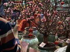 -越秀西湖花市(广州城市广场花卉店)