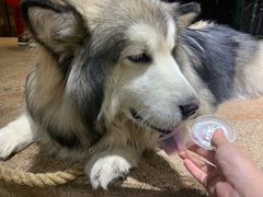 -more than meow吴止猫主题餐厅(承德 中船汇店)