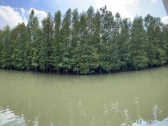 -上海海湾国家森林公园