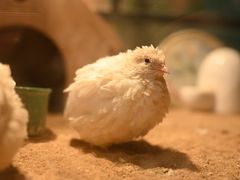 -杭州野生动物世界