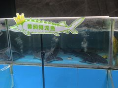 -饭怕鱼(阳光100店)