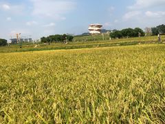 -光明小镇欢乐田园