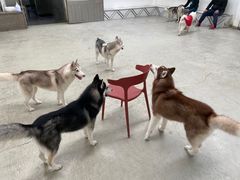 -星多哈·狗咖·拼豆·咖啡