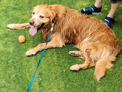 -汪说喵讲宠物乐园宠物酒店(红星美凯龙店)