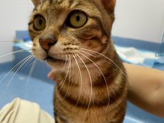 -博特宠物医院24h犬猫全科.骨科·异宠