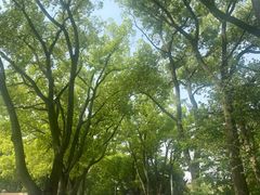 -上海佘山国家森林公园天马山园