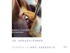 -瑞鹏宠物医院·爱宠堂(环西分院)