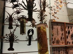 -美国自然历史博物馆