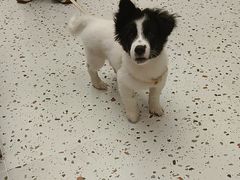 -瑞派康怡24h宠物医院·犬猫医疗中心·微创绝育(瑞景分院)