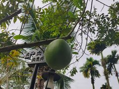 -海南槟榔谷黎苗文化旅游区