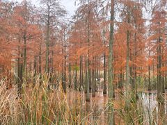 -池杉湖湿地公园
