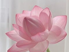 -紫莲花足道(柯桥古镇店)