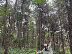 -铁山坪森林公园