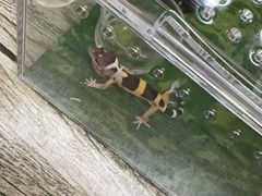 -中环花鸟鱼虫市场