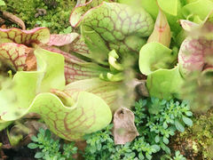 -国家植物园南园