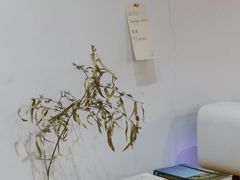 -素咫咖啡CLIFEROSE