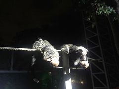 -清迈夜间动物园