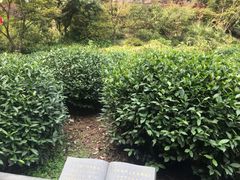 -十八棵（老龙井）御茶园(老龙井店)