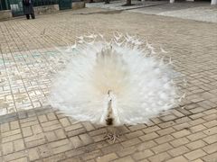 -鄱阳湖国家湿地公园