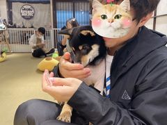 -逗柴咖啡屋·狗咖猫咖宠物桌游