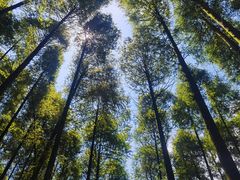 -山王坪喀斯特国家生态公园