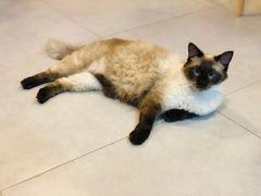 -三花喵·撸猫购宠·宠物生活馆(虹桥南丰城店)