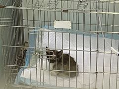 -中农大我爱我爱动物医院(甜水园店)