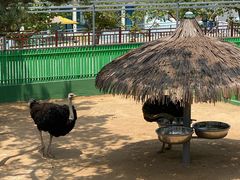 -西霞口神雕山野生动物世界