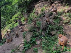 -黔灵山公园