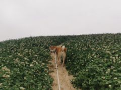 -张醪糟