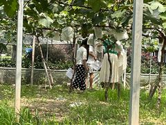 -宏泰园蔬果专业合作社