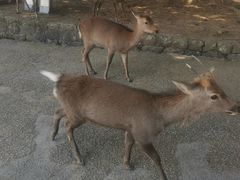 -奈良公园