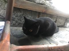 -喵屿·大理花园猫咖