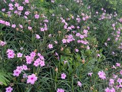 -三圣花乡旅游区